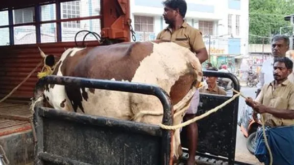 சாலையில் திரியும் மாடுகளை பிடிப்பதில் மாநகராட்சி தீவிரம்!