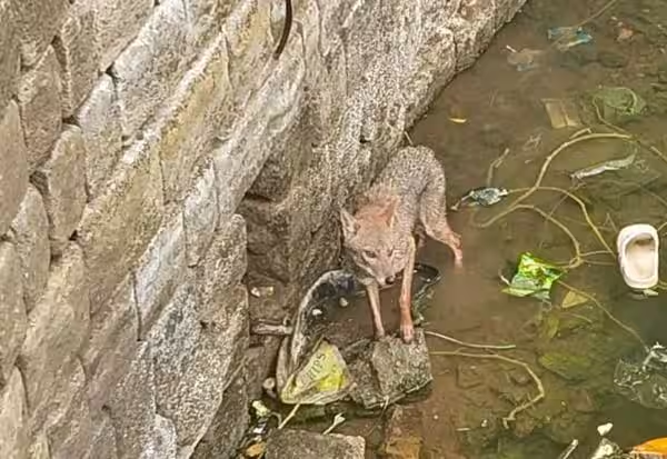 மணப்பாறையில் கிணற்றில் தவறி விழுந்த நரியை தீயணைப்பு துறையினர் மீட்டனர்