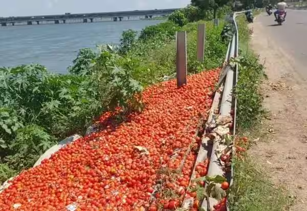காவிரி ஆற்றில் தக்காளியை கொட்டிச் சென்ற விவசாயிகள்.